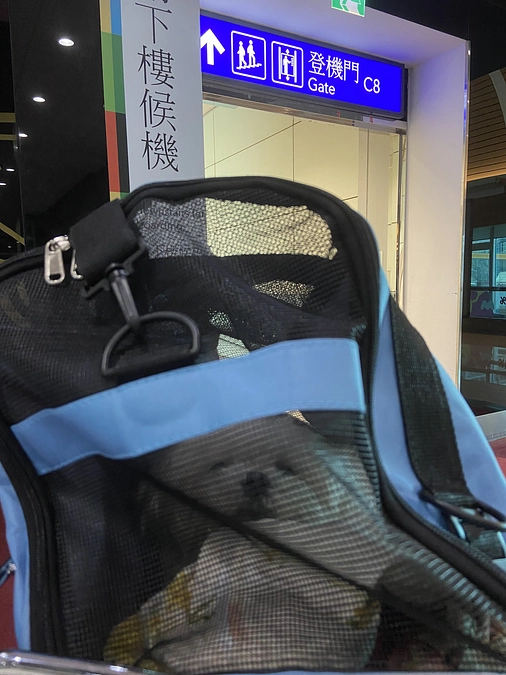 機会があれば 私たちは本当に萌萌を諦めたくない