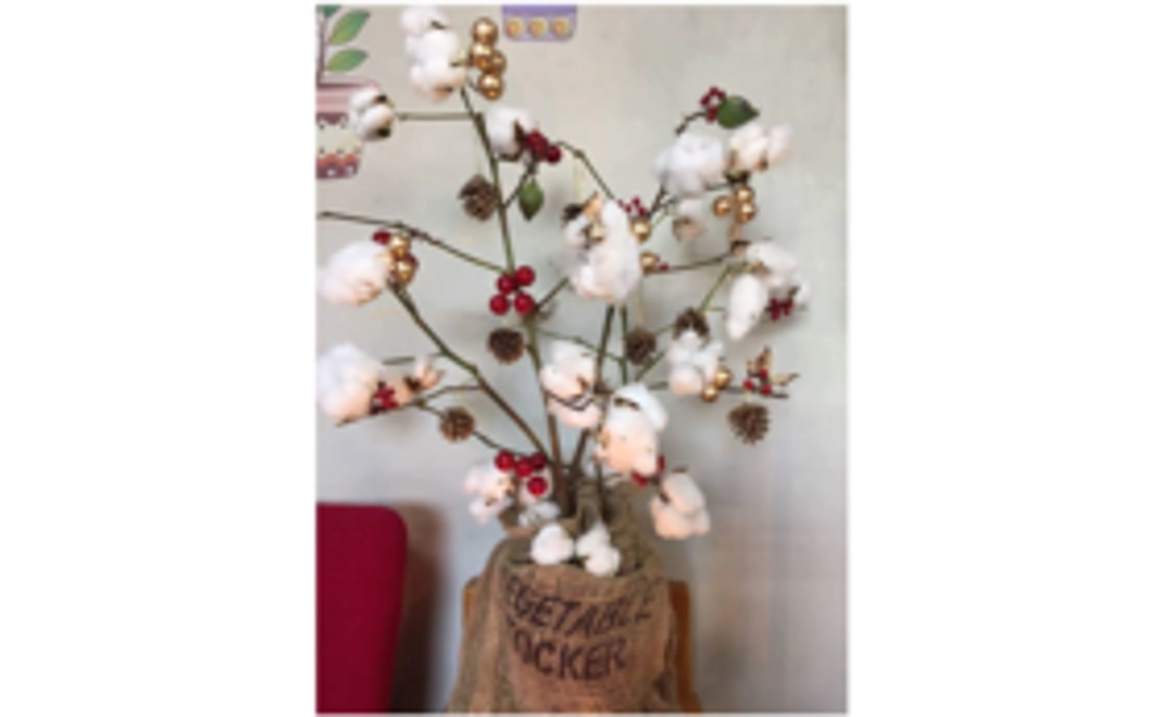 10,000円分の綿の木をプレゼント！