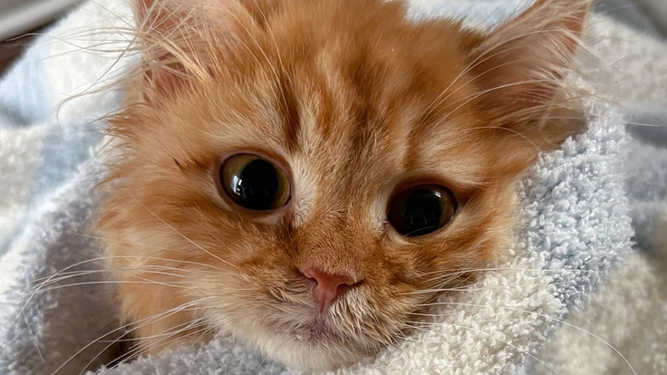 FIPの仔猫ぱっぽちゃんを助けてください！