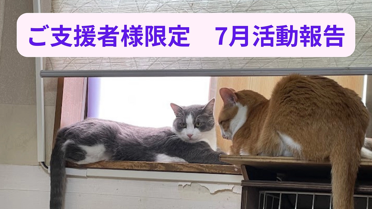 【7月ご支援者様宛報告】感謝の気持ちと新玉にゃんこの写真報告