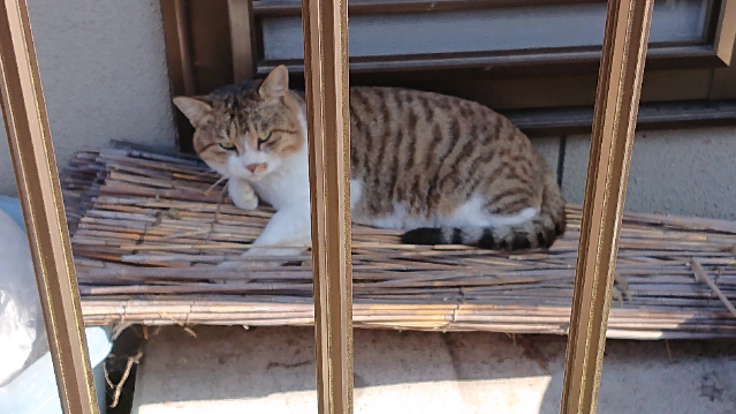 野良猫の保護と避妊&去勢手術
