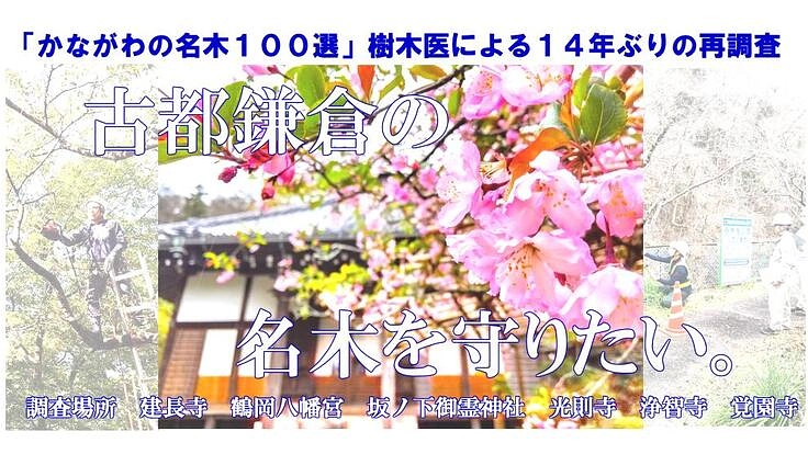 「かながわの名木１００選」　鎌倉の名木６本を１４年ぶり再調査！