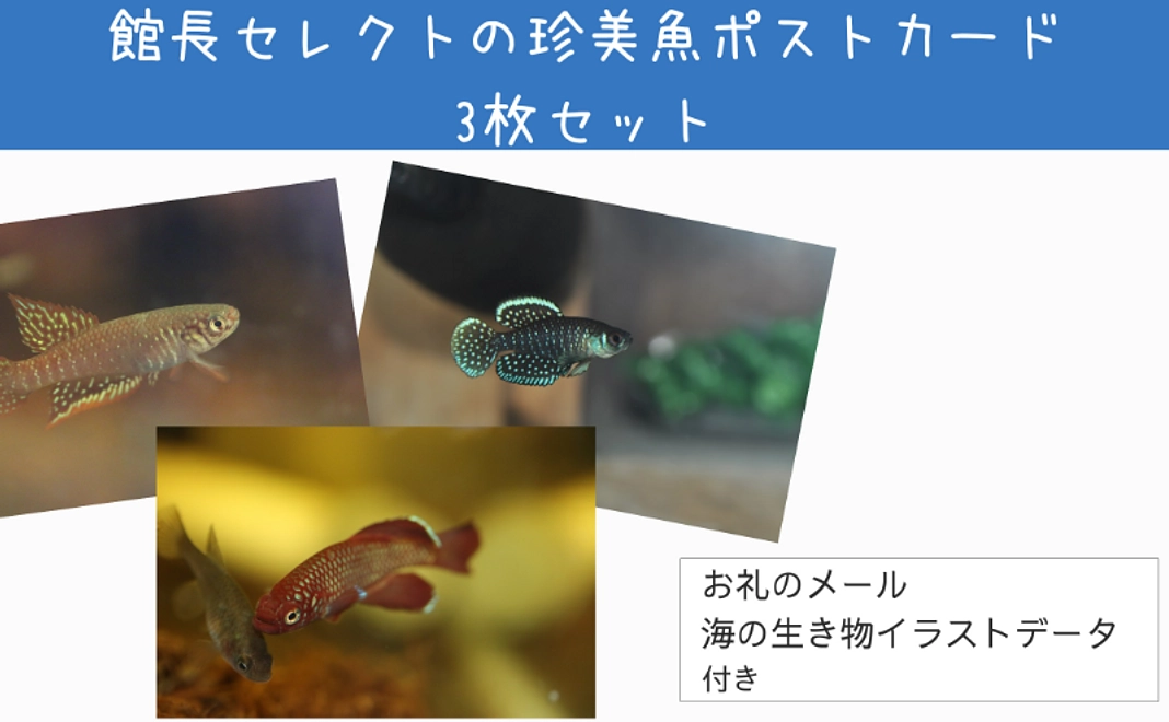 ＜5/10NEW＞グッズで応援｜館長セレクトの珍美魚ポストカード3枚セット