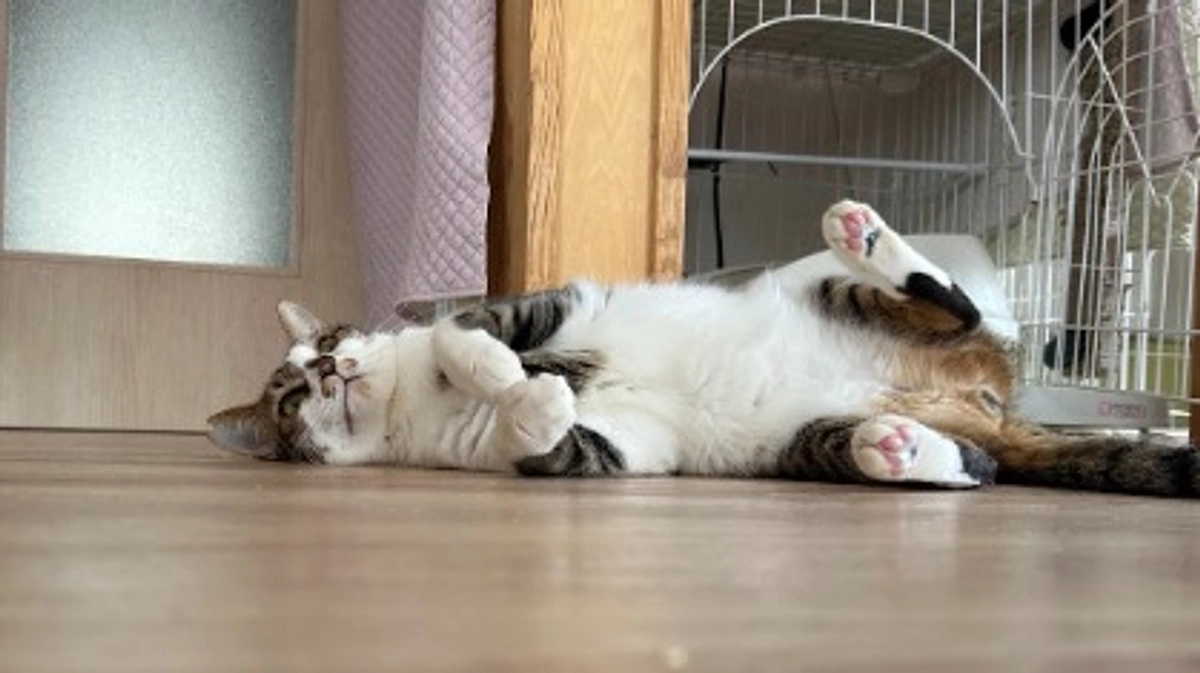 2025年版　会報ができました☆