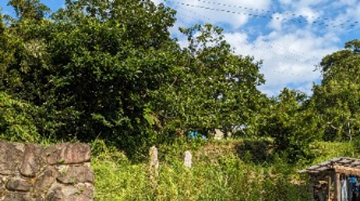 さざなみさんとハクさん