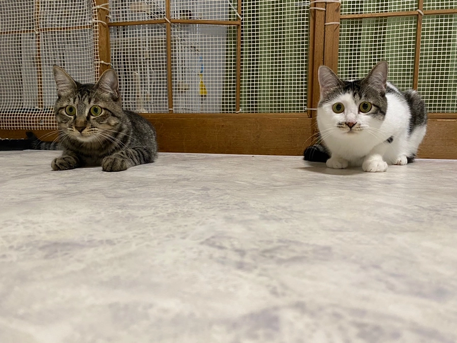 【リターンコース名の猫ちゃん紹介】ゆらりのマチュピチュ