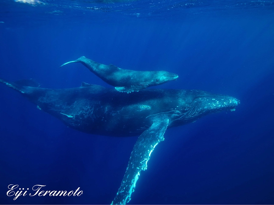 写真集完成の目途についてのお知らせ