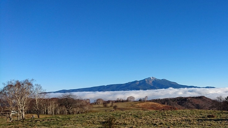 飛騨高山の森林を保護したい！災害による倒木を処理し復旧させる！