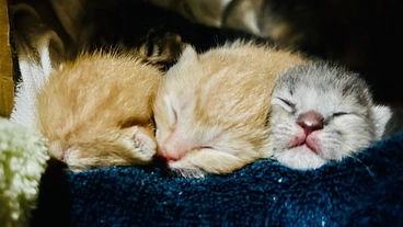 保護した猫達を幸せにしたい のトップ画像