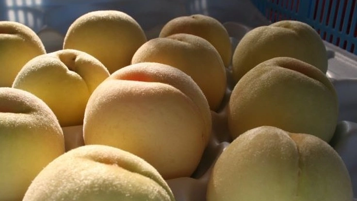 耕作放棄地に葡萄を植えてワインを造りたい