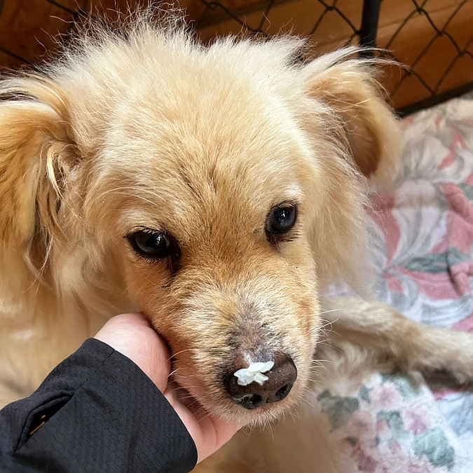 体調の悪化が深刻なコロッケ　奇跡が起きますように…