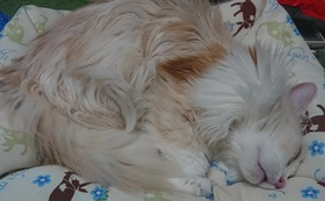 感謝のメールと龍戯の写真付きコース