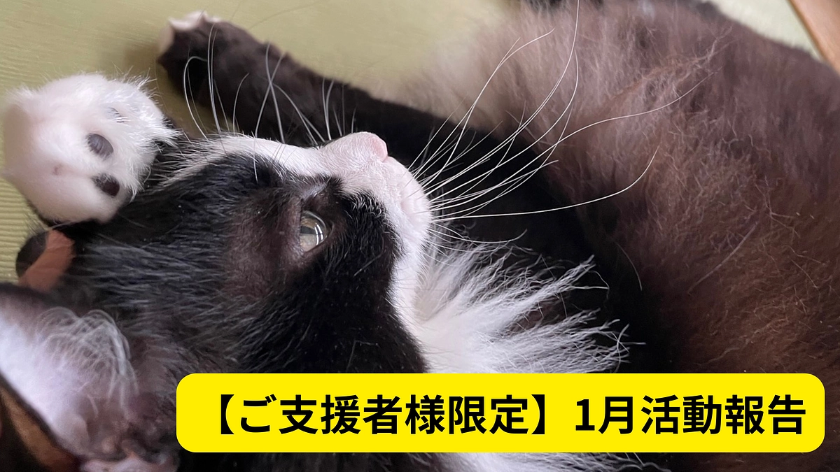 【ご支援者様限定】感謝の気持ちと新玉にゃんこの写真報告