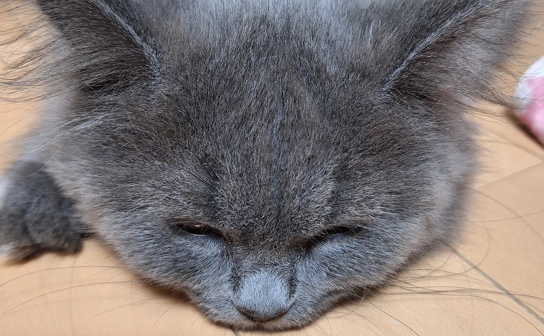 ポンちゃん明日のために1