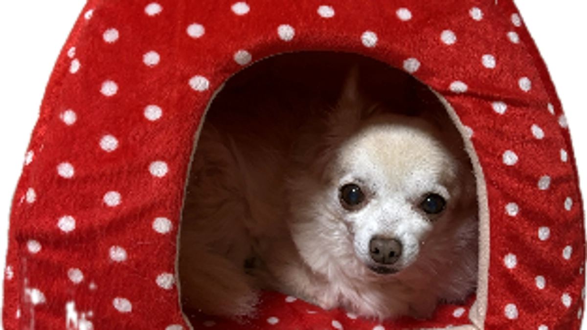 イチゴハウス🍓