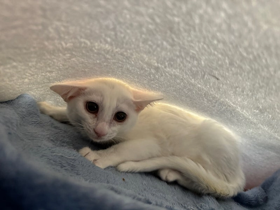 能登から来た美白親子