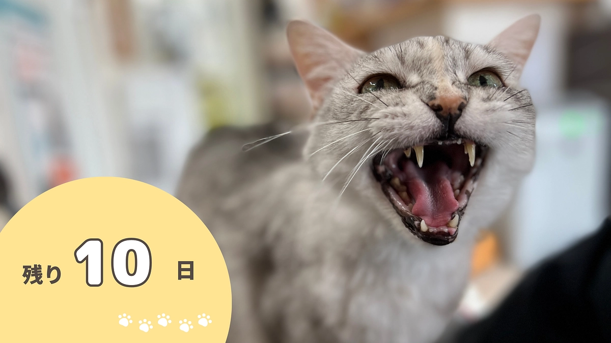クラウドファンディング終了まで残り10日！