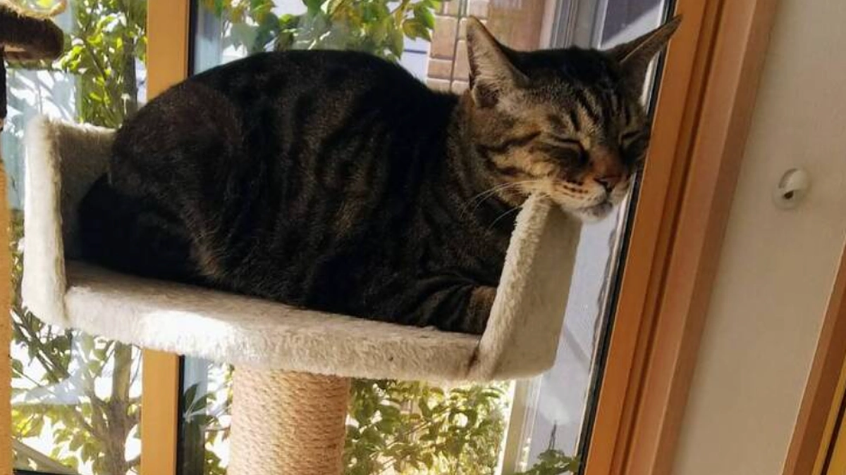 【90％突破！】ボランティアスタッフによる応援リレーVol4