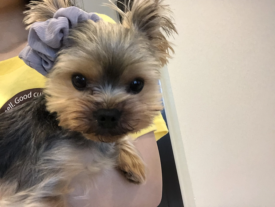 今日の豆太郎とお礼