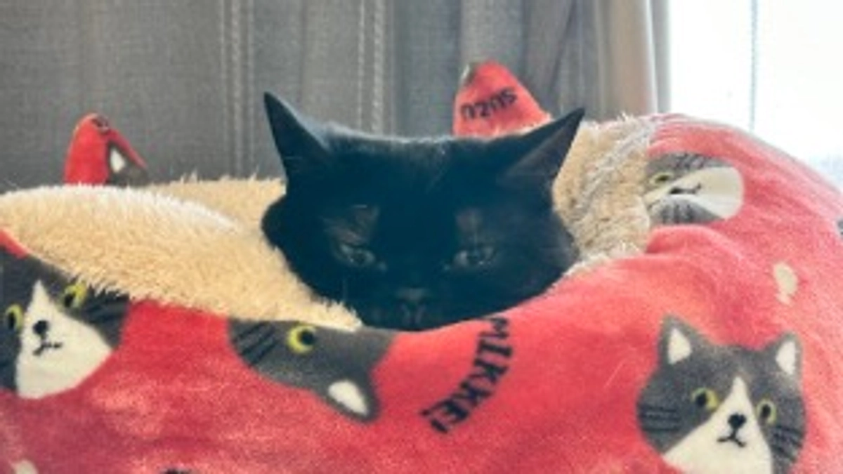 残り11日！！プロジェクト本文に【追記】を掲載致しました