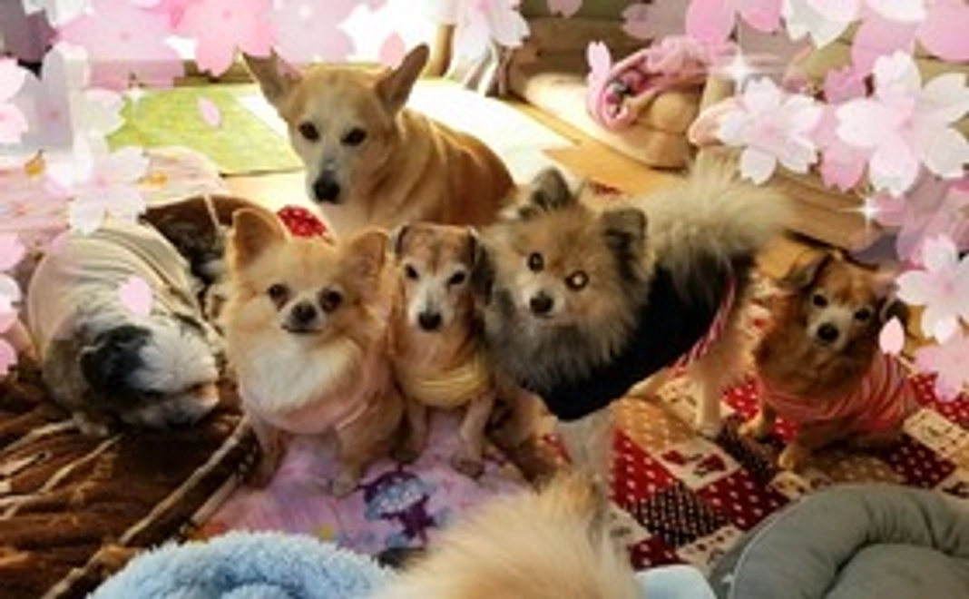 みんなに桜を咲かせ隊30,000円コース