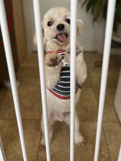 トリミングに行って可愛くなりました！