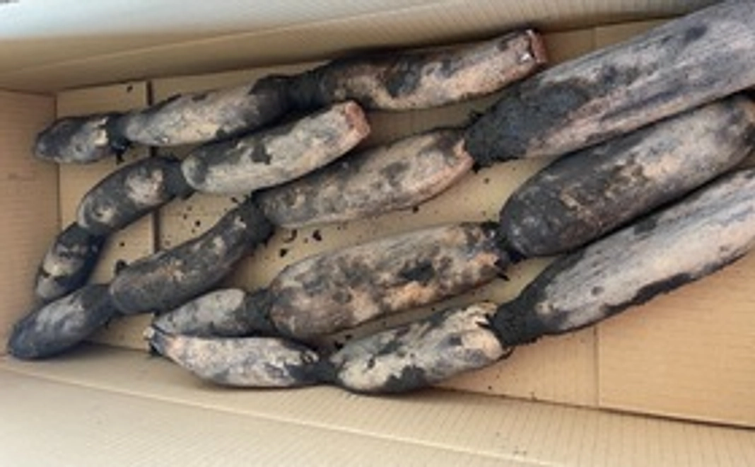 貴重な伝統的品種『備中』を10㎏とレンコンパウダー100g✖︎2袋をお届けします。