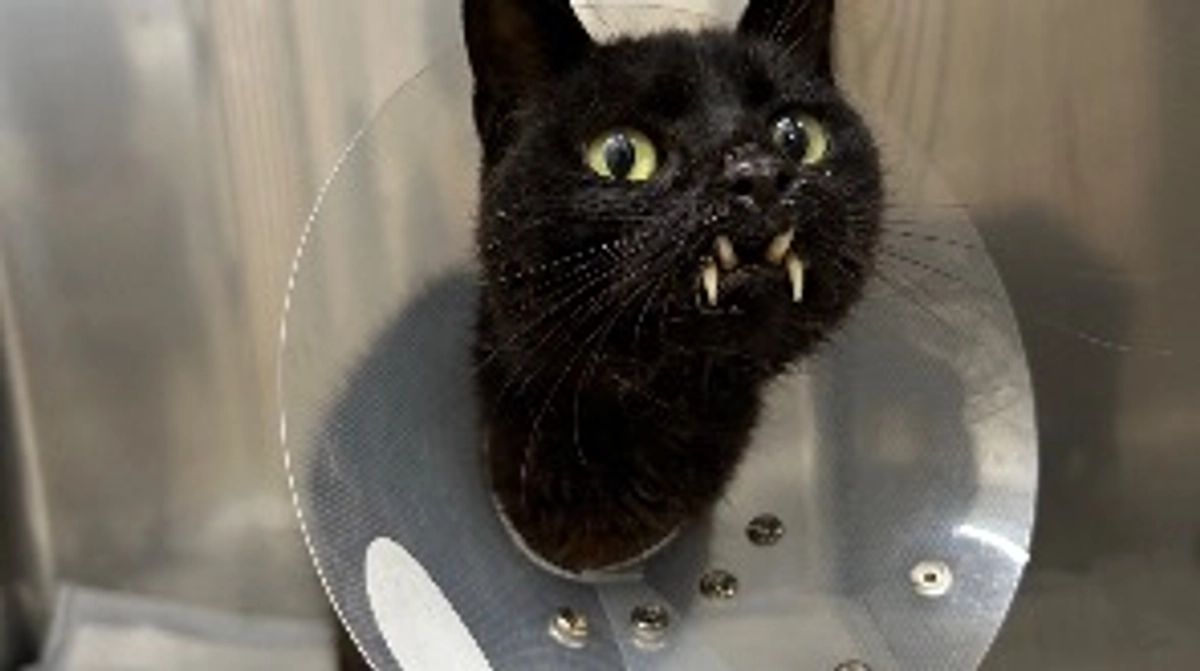 交通事故にあったヨーネルくん