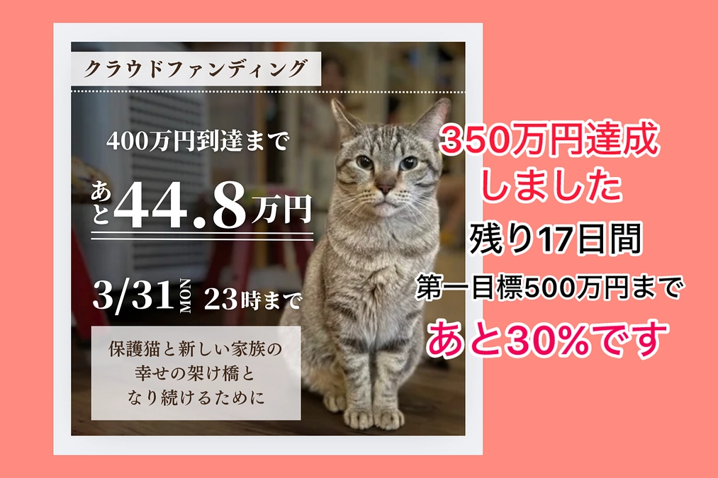 一気に『350万円まで到達』＆新しい家族が見つかりました（3/13 あと残り17日）