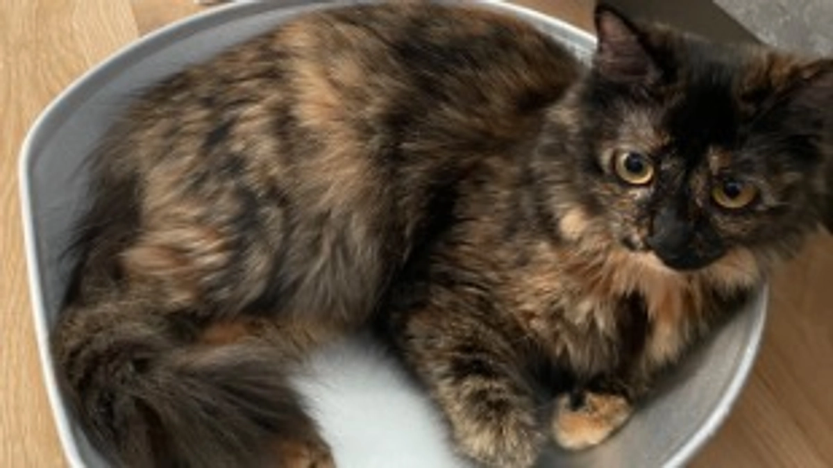 決済確定通知がきました！