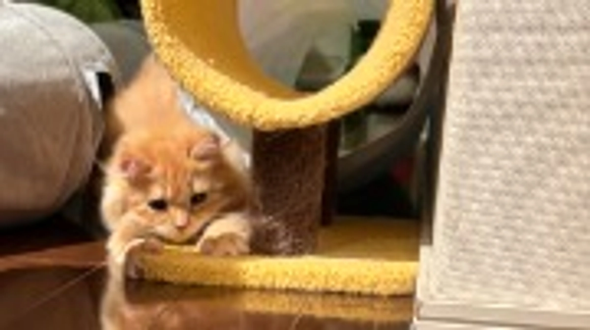 ありがとうございます