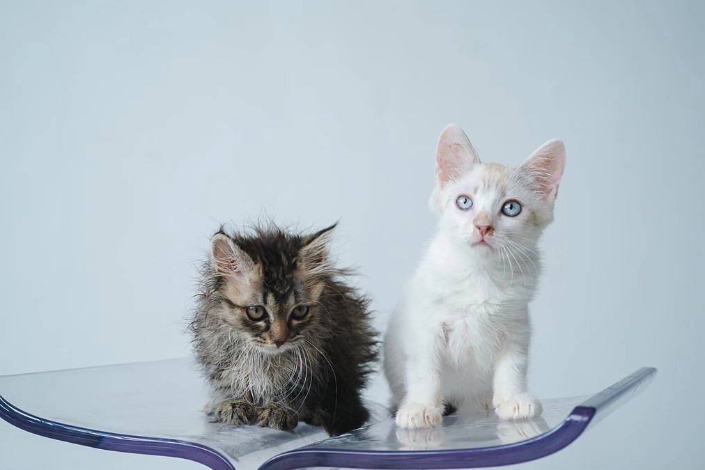 命の大切さを伝えるために