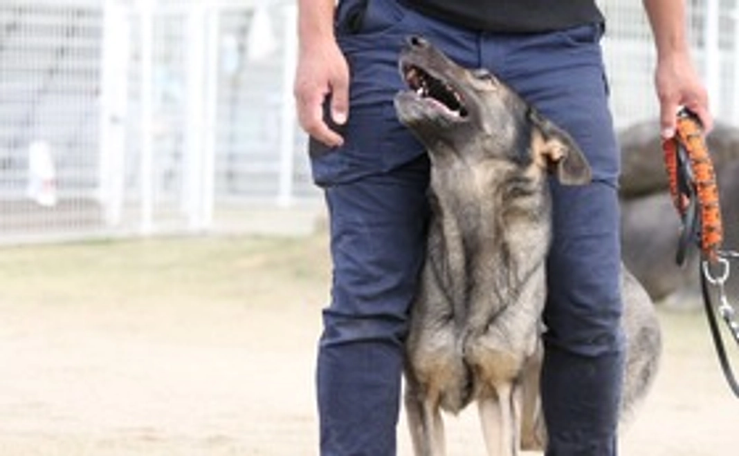 感謝のメールや画像１