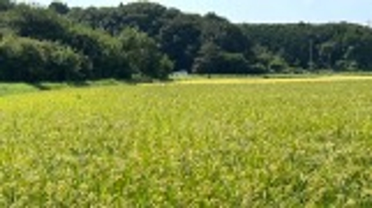 二十四節気 処暑　七十二候 禾乃登(こくものすなわちみのる)