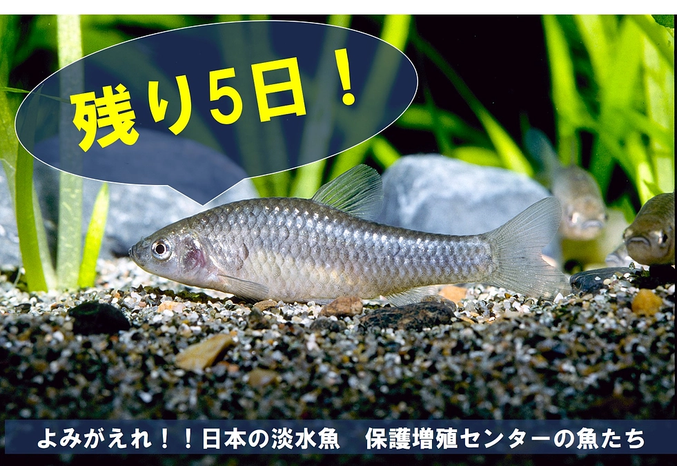 保護増殖センターの魚たち⑤【クラファン終了まで残り5日】