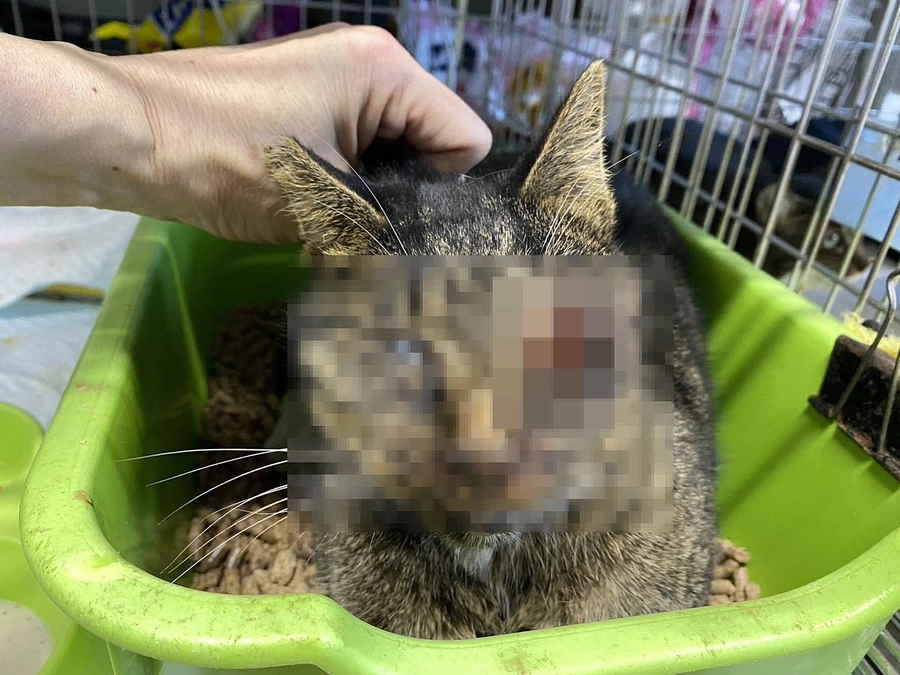 緊急で負傷猫受け入れます。