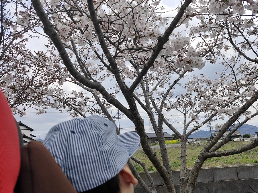 【映画観賞会残り27名】今週はお花見にお出かけしています！