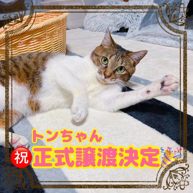 トンちゃん正式譲渡決定🌟