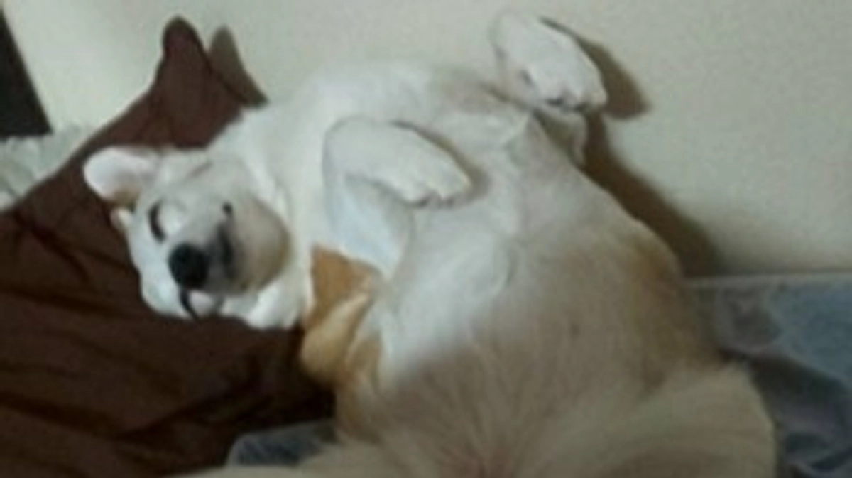 クルミ、リンパ腫治療