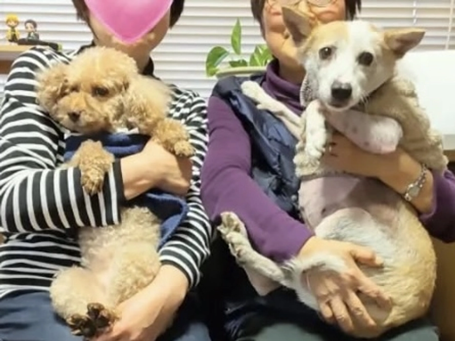 譲渡会をやりながら、卒業犬のご家庭のことを考えていました。