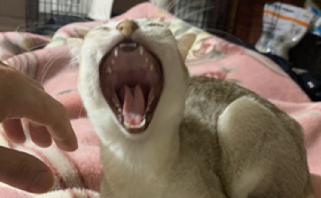 レムちゃん応援コース