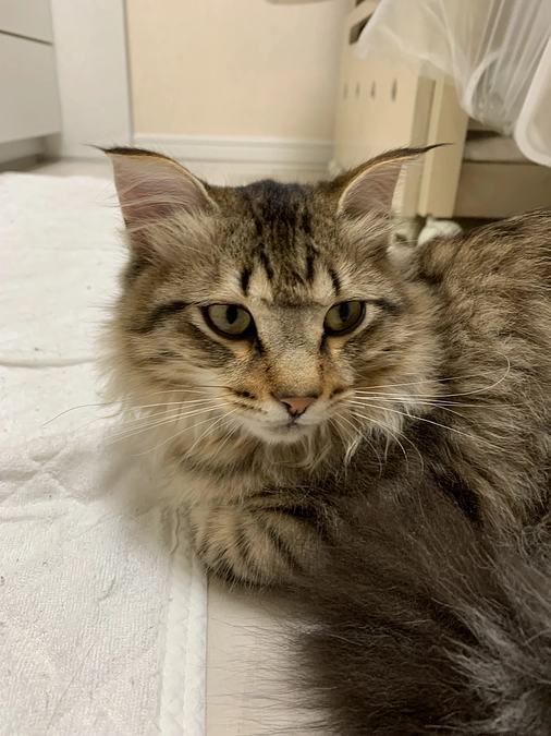 投薬再開15日目、昨日からお耳が垂れてハゲの範囲も広がる💧