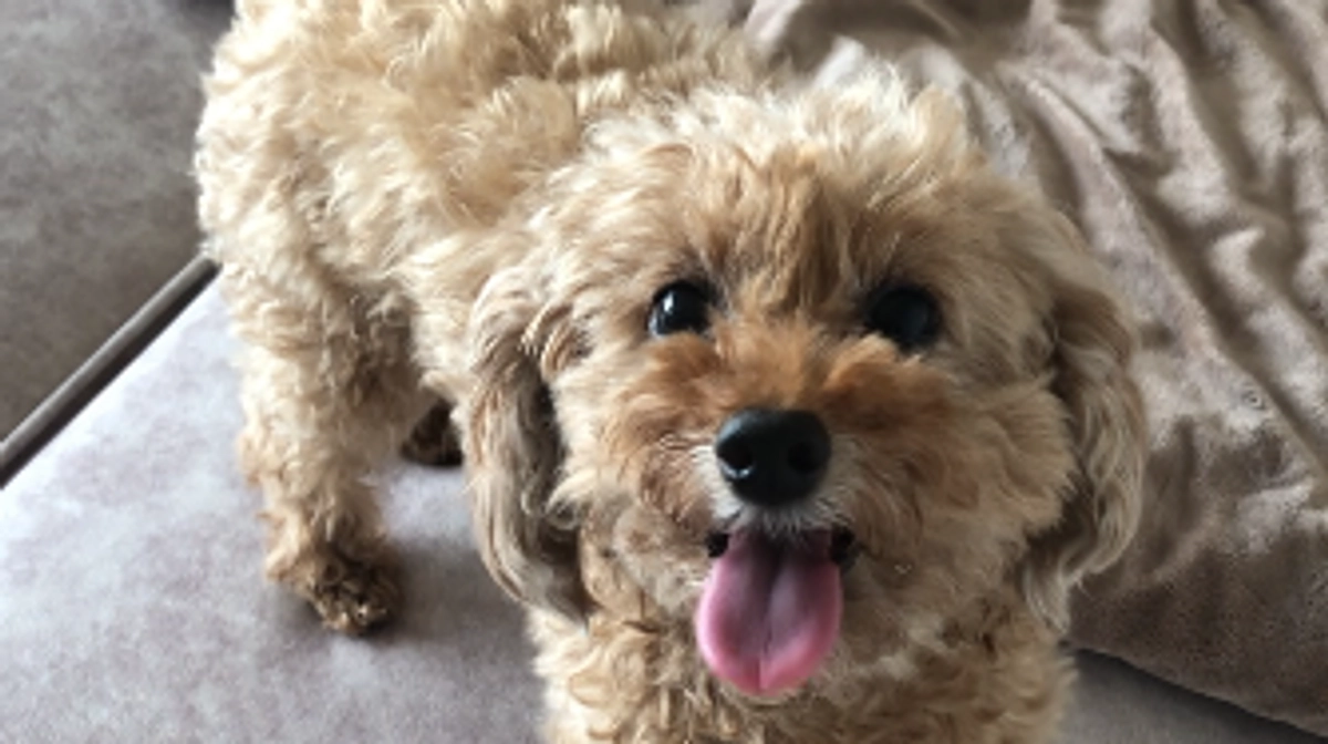 🙇代理支援のご案内🙇