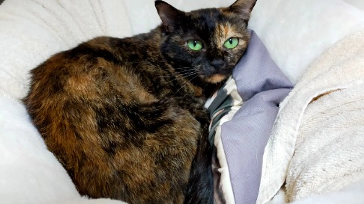 ふらっとフラットwith cats & dogs　プラネタリウムチーム　試作品完成！！