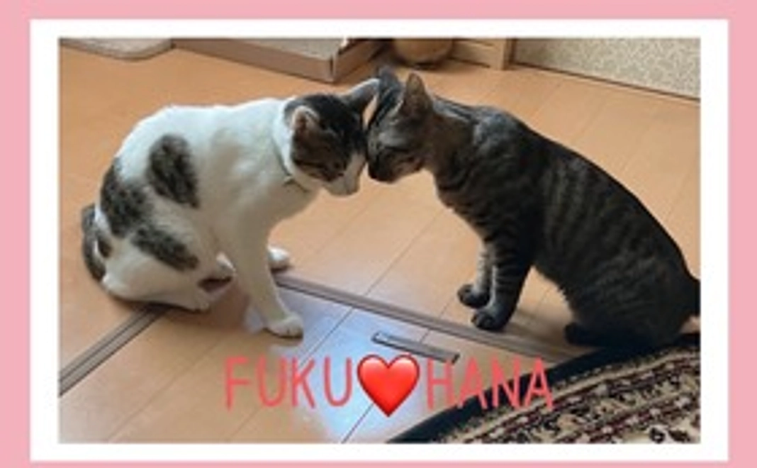 福の応援コース①