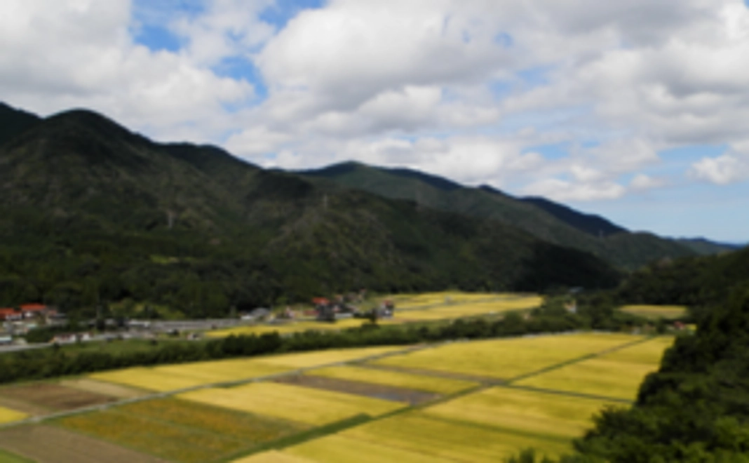 サンクスレター