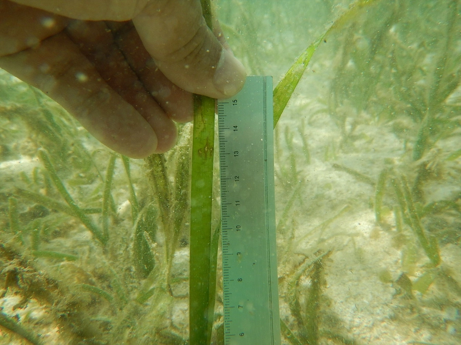 ウミショウブの成長速度測定