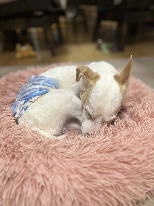 保護犬の再手術