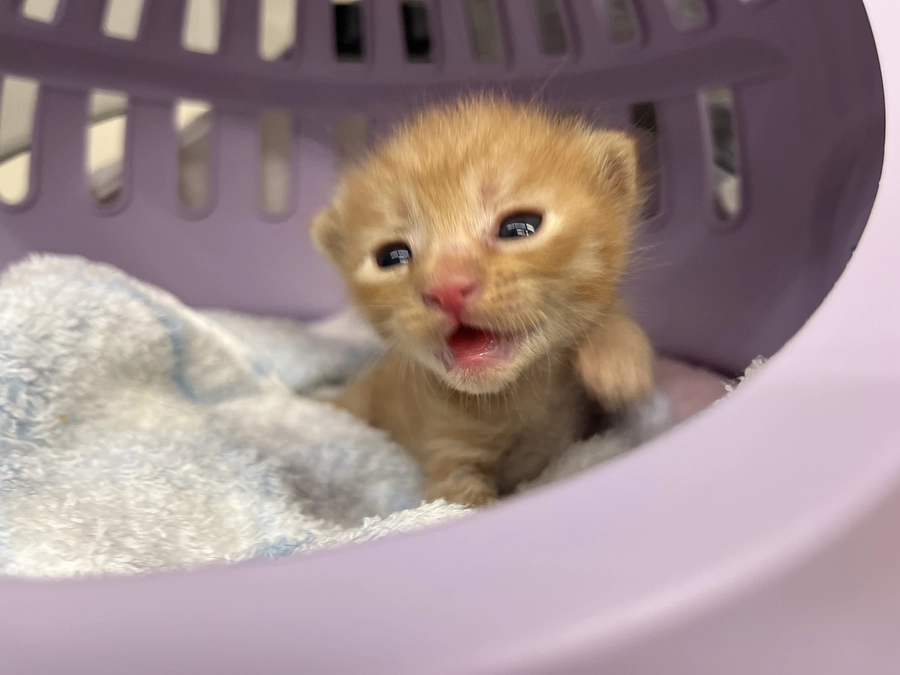 パッチリ目が開きました！