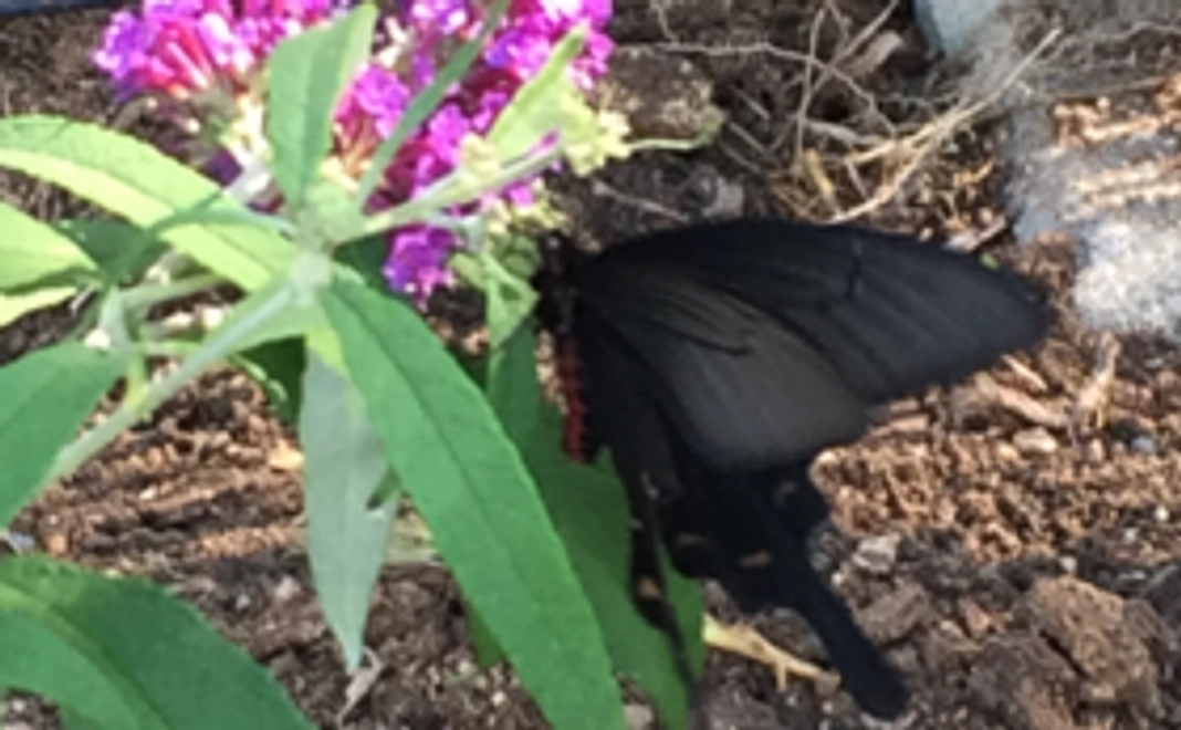 サンクスメール